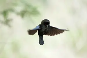 Aeneus: Bronzed Cowbird - aerial display