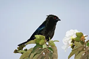 Aeneus: Bronzed Cowbird - male