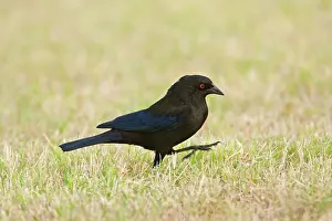 Aeneus: Bronzed Cowbird - male
