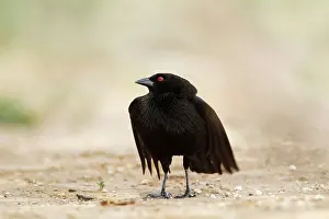 Aeneus: Bronzed Cowbird - male displaying