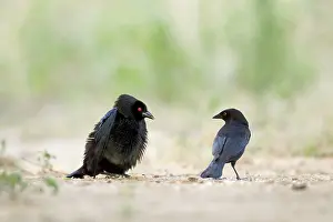 Aeneus: Bronzed Cowbird - male displaying to another male