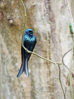 Vietnam: Bronzed Drongo Dicrurus aeneus Cat Tien National