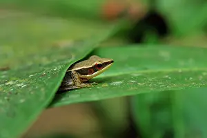 Bronzed: Bronzed Frog