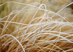 Carex: BronzeNewZealandhairsedge