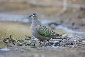 Phaps: Bronzewing Pigeon