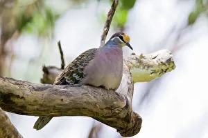 Toowoomba: Bronzewing Pigeon