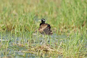 Jacana: Bronzewinged Jacana at nest