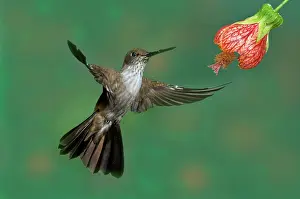 Inca: Bronzy Inca Hummingbird