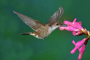 Inca: Bronzy Inca Hummingbird