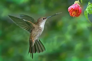 Pollinating: Bronzy Inca Hummingbird