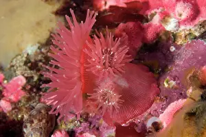 Damselfishes: brooding anemone Epiactis prolifera Alaska North Pacific Oce