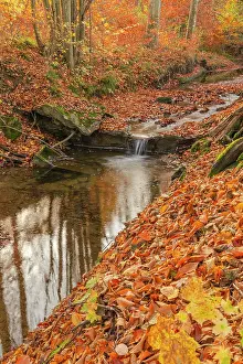 Cascading: Brook in forest - a small brook cascading through brightly c