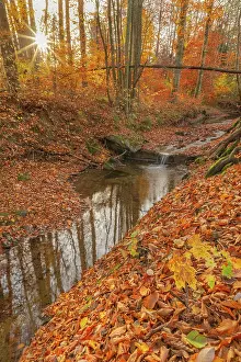 Cascading: Brook in forest - a small brook cascading through brightly c