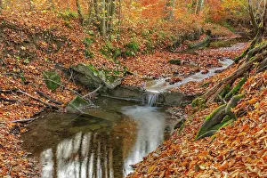 Cascading: Brook in forest - a small brook cascading through brightly c