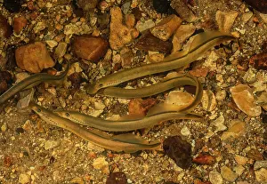 Brook: Brook lamprey, Lampetra planeri, gathering of ad