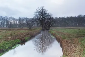 Drentsche: Brook in landscape with trees