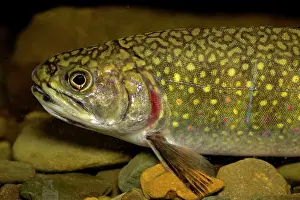 Trouts: Brook Trout