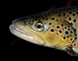 Trouts: Brook Trout - originally from freshwaters of North America