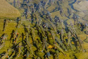 Spawning: Brook trout (Salvelinus fontinalis) spawning in