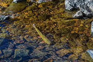 Spawning: Brook trout (Salvelinus fontinalis) spawning in