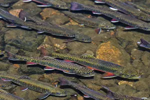 Spawn: Brook trout (Salvelinus fontinalis) spawning in