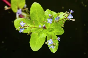 Veronica: Brooklime - in flower; by pond