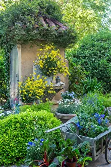 Broom: Broom bouquets in a garden terrace Scane printaniare