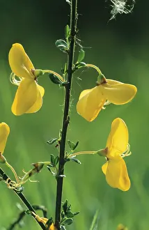 Broom: BROOM - close-up of flowers