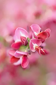 Broom: Broom, Cytisus cultivar, Red subject