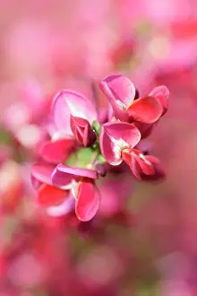 Broom: Broom, Cytisus cultivar, Red subject