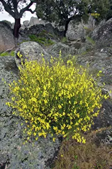 Broom: Broom - in flower