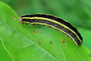 Broom: Broom Moth Erbseneule caterpillar