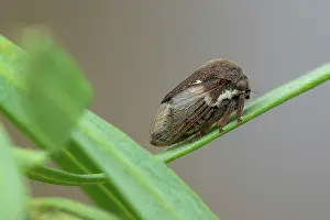 Broom: Broom Treehopper (Gargara genistae) portrait, Marseille