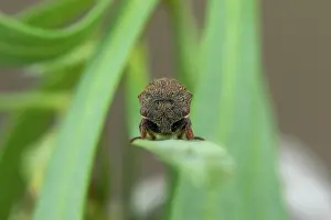 Broom: Broom Treehopper (Gargara genistae) portrait, Marseille