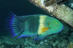 Wrasse: Broomtail wrasse (Cheilinus lunulatus), House Reef