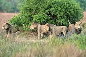 Brothers: Four brothers lions