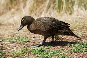 Maori: Brow Teal / New Zealand Teal - Crtically endangered