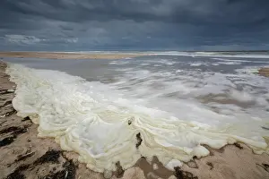 Foam: Brown Algae