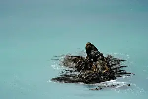 Algae: Brown Algae