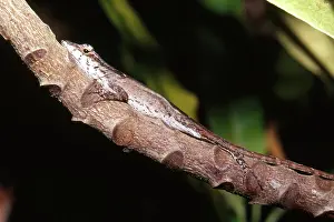 Cryptic: Brown Anole
