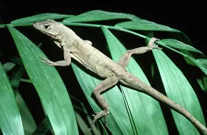 Sagrei: Brown Anole