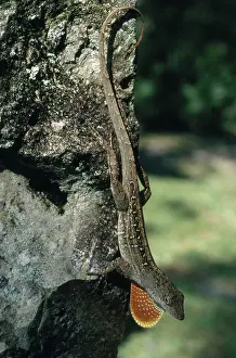 Dewlap: Brown Anole