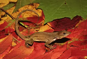 Sagrei: Brown Anole