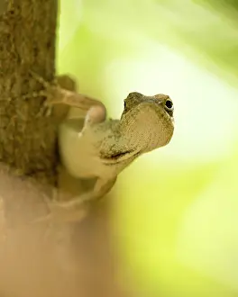 Dewlap: Brown anole