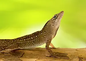Showing: Brown anole