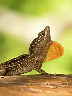 Showing: Brown anole