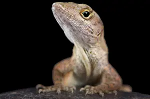 Sagrei: The brown anole (Anolis sagrei) also knwon as the
