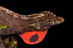 Anole: Brown Anole Lizard, Choca Region of NW Ecuador