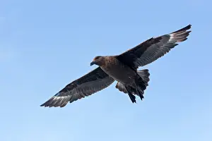 Skuas: Brown / Antarctic / Southern Great / Southern Skua