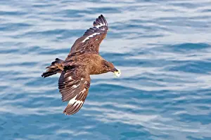 Skuas: Brown / Antarctic / Southern Great / Southern Skua
